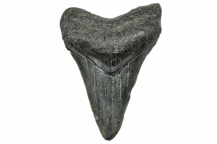 Juvenile Megalodon Tooth - South Carolina #328730